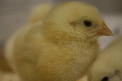 Hopping Baby Chicks!