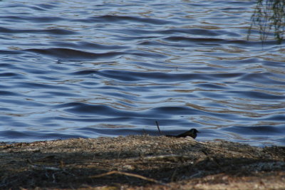 Birdie Hiding in the Wavy Water Lines...