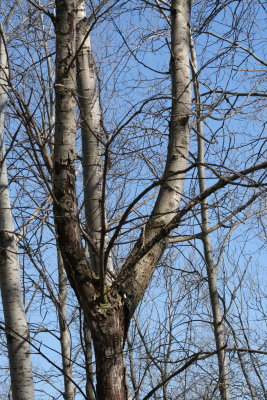 Wishbone ~ Tree...