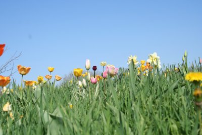 Flowers 4 U  :*)