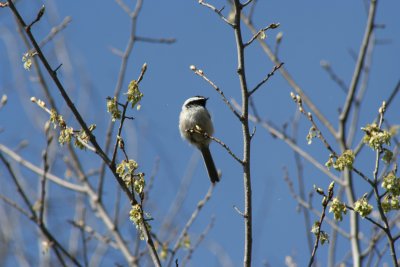 Chirping on a Walk...