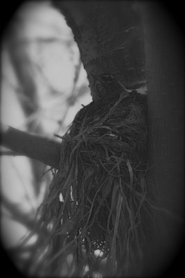Nesting in the Nest...