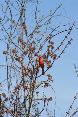 The Cardinal...