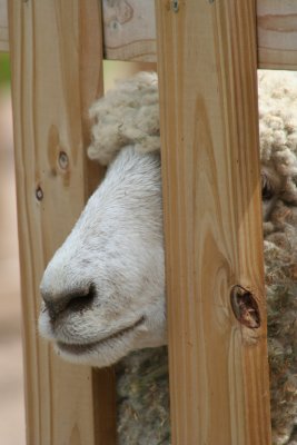What's Sniffin'?!