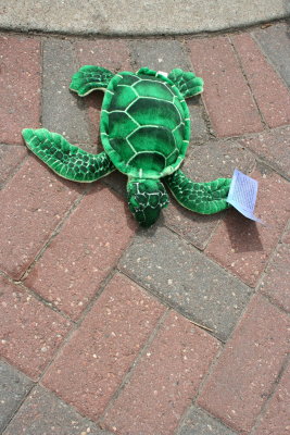 a Turtle on the Loose...