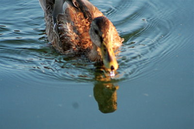 Glazing into the Ripples...