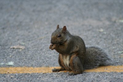 Parking Lot Munchtime!