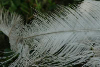 Feather...