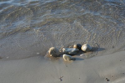 Shoreline Rocks~