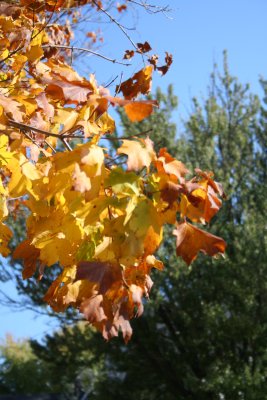 Colors A'flow...