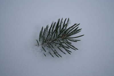 Fallen Pine...