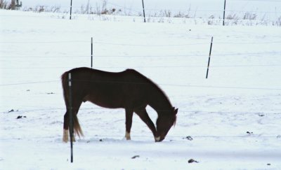 Horsey Kicking Around...