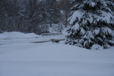 Snow Almost Reaches the Mailboxes!