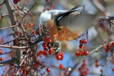 Topsy Turvey for Berries!