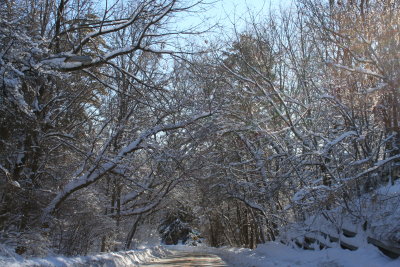 Thru the Winter Tree Tunnel...