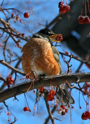 Mmm... a Juicy Berry!