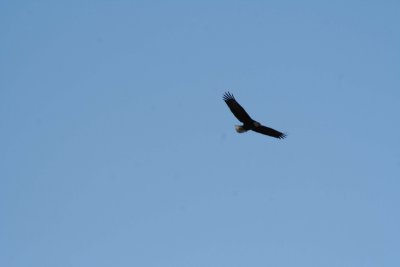 IMG_3922.jpg