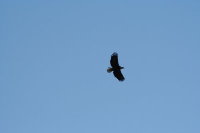 IMG_3923.JPG