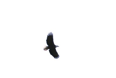 IMG_3923B.JPG