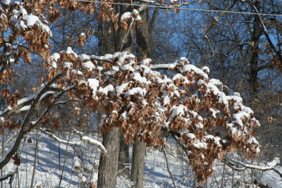 Lutz Park
