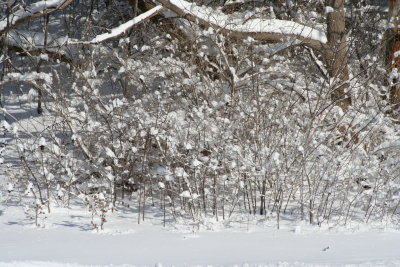 Lutz Park