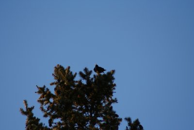 Chirp a'Top a 60ft. Spruce