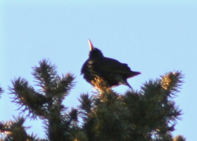 Chirp a'Top a 60ft. Spruce