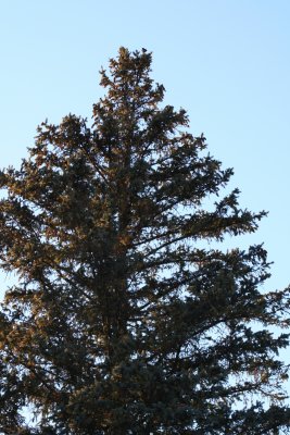 Chirp a'Top a 60ft. Spruce