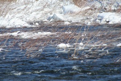 Snowy Waters...