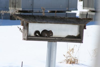 Squirrel in My Bird Feeder...
