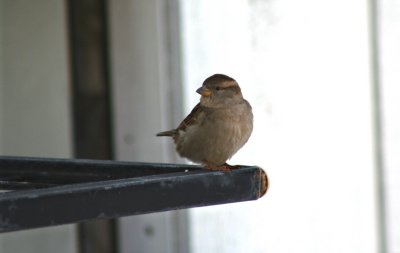 Birdie Greets @ Back Door