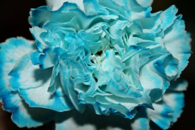 The Blue Carnation...