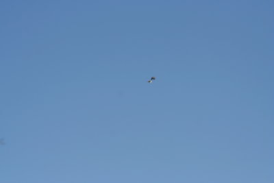 2 Birdies ~