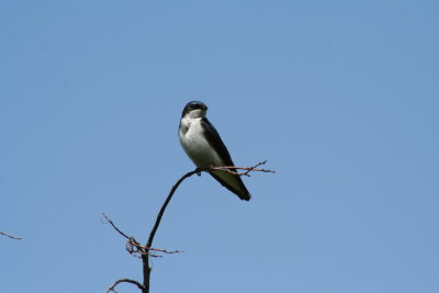 Birdie on the Bluemound Nature Path...