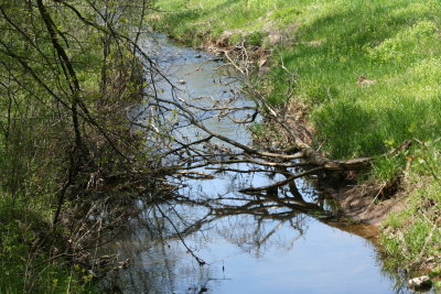 Creek ~ Broken Trees ~ Reflection