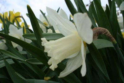 White Essence...