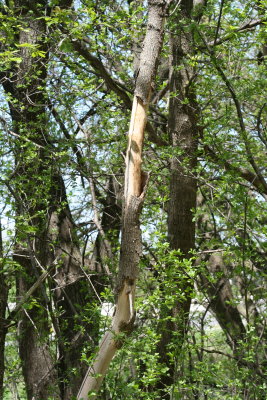 Pecked Tree...
