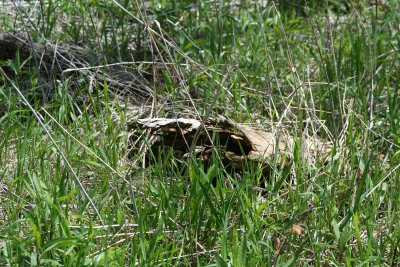 Fallen Timber...