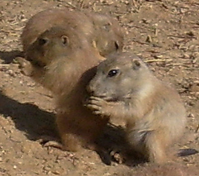 Baby Prairie Dogs