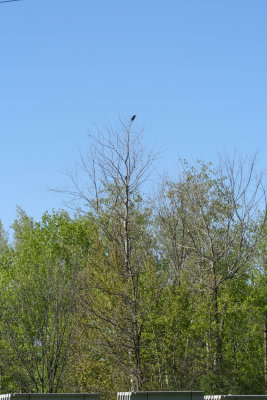 Crow - Caw Caw...