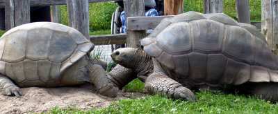 Turtle Time...