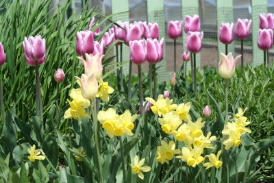 Colorful Springtime...
