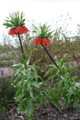 The Upside Down Flower