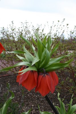 The Upside Down Flower