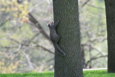 Squirrel Going up the Tree!