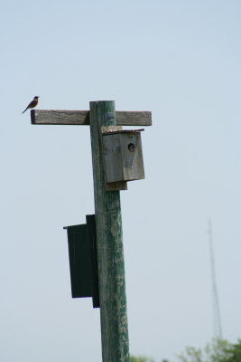 A' Top the Bird House