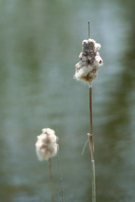 In the Breeze