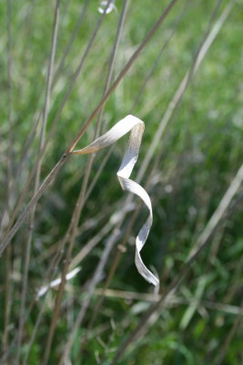 Curley White Leaf