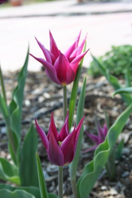 Pointed Pinks