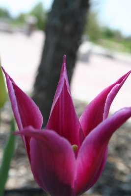 Pointed Pink